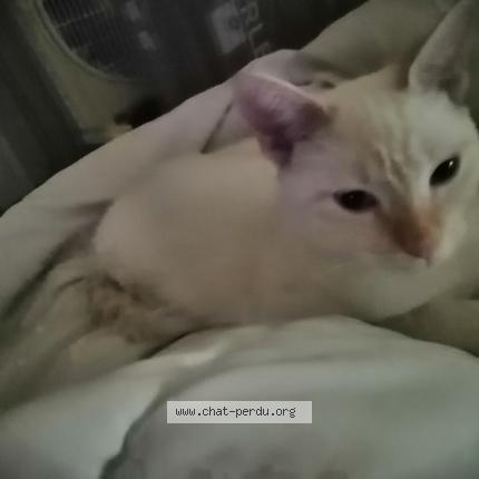 Foto 1/1 Gato encontrado Encontrado en Toulouse