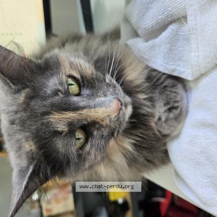 Foto 1/1 Ruby Chat perdido en Louiseville