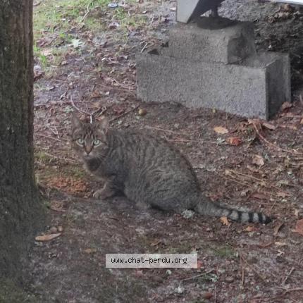Foto 1/1 Gato encontrado Encontrado en Hourtin