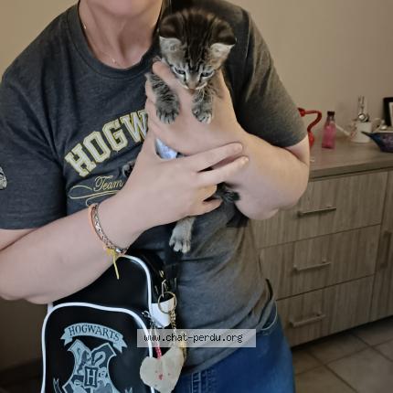 Foto 1/1 Cali Chat perdido en Liege