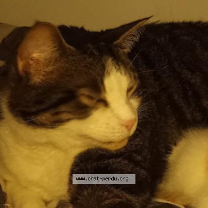 Foto 1/1 tilou Chat perdido en Delson