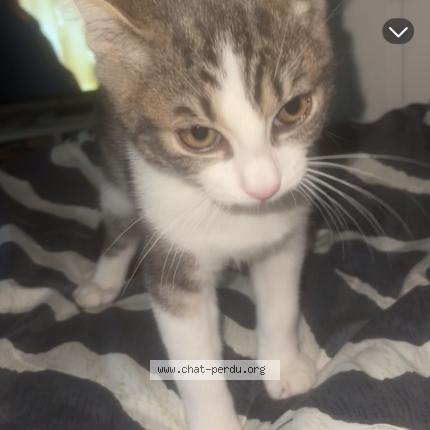 Foto 1/1 Dobby Chat perdido en Orsay