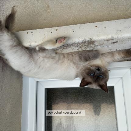 Foto 1/1 Elodie Proust Chat perdido en Dissay