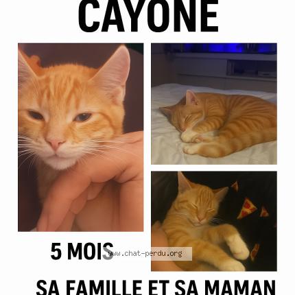 Foto 1/1 Cayone Chat perdido en Neuilly saint front