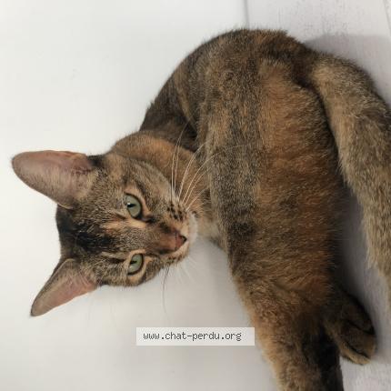 Foto 1/1 Maoki Chat perdido en Montpellier