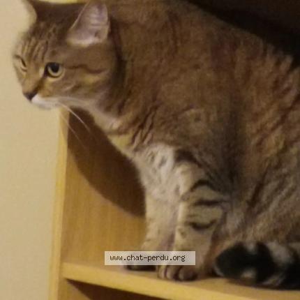 Foto 1/1 Tigresse Chat perdido en Crecy la chapelle