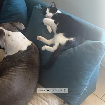 Foto 1/1 Pitchoune Chat perdido en Le breil sur merize