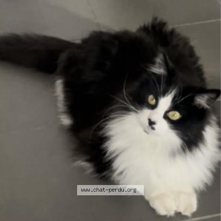 Foto 1/1 Bagheera Chat perdido en Balma