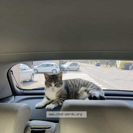 Foto 1/1 Clochette Chat perdido en 78120