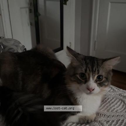 Foto 1/1 Moca Chat perdido en Albany