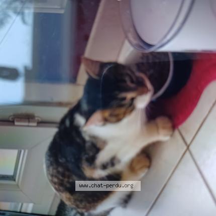 Foto 1/1 Béatrice Planchenault Chat perdido en Chateau gontier