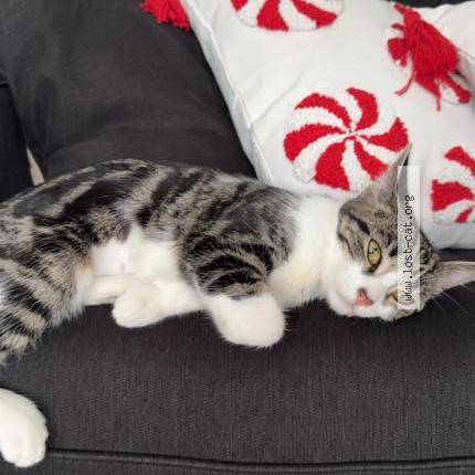 Foto 1/1 Girl Chat perdido en Port huron