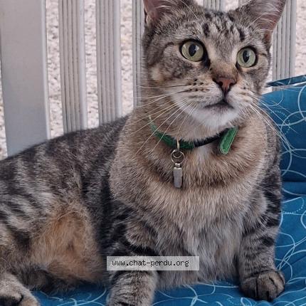 Foto 1/1 ÉPICÉA Chat perdido en Trilport