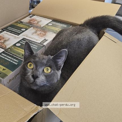 Foto 1/1 Charly Chat perdido en Noisy le grand