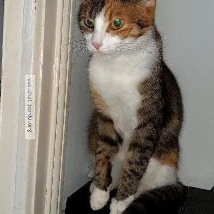 Foto 1/2 Zelda Chat perdido en Montertelot