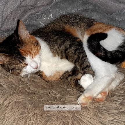 Foto 2/2 Zelda Chat perdido en Montertelot