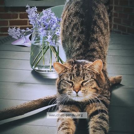 Foto 1/1 Simba Chat perdido en Cambrai