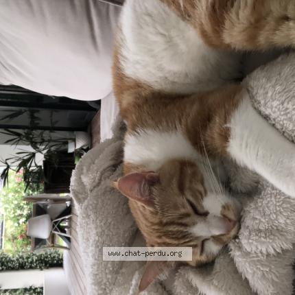 Foto 1/1 Nino Chat perdido en Blanquefort