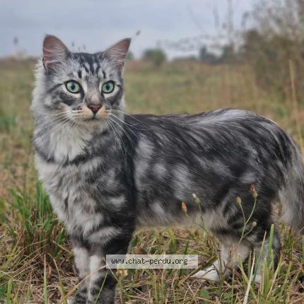 Foto 1/1 Tanjiro Chat perdido en Lattes