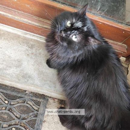 Foto 1/1 Minoushka Chat perdido en Rouvres en plaine