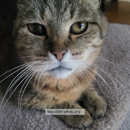 Foto 1/1 Toshii Chat perdido en Lorient