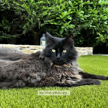 Foto 1/1 Rio Chat perdido en Saint cyr sur mer