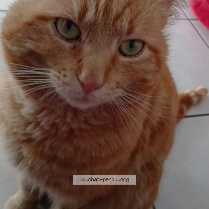 Foto 1/1 Memew Chat perdido en Villeurbanne