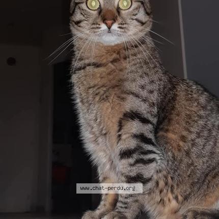 Foto 1/1 Poulette Chat perdido en Carling