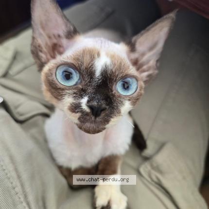 Foto 1/1 Elfi Chat perdido en Paris