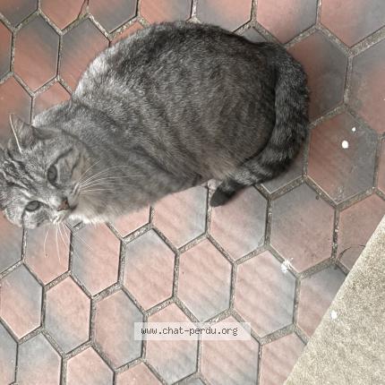 Foto 1/1 Gato encontrado Encontrado en Roubaix