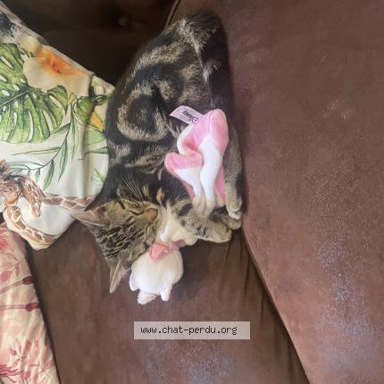 Foto 1/1 Vodka Chat perdido en Cahagne