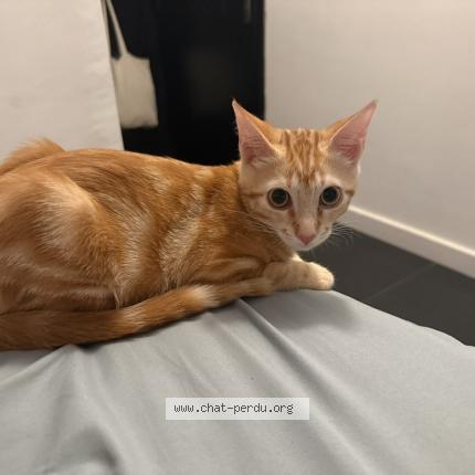 Foto 1/1 Ares Chat perdido en Menton