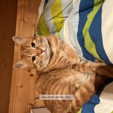 Foto 1/1 Cookie Chat perdido en Montmorot