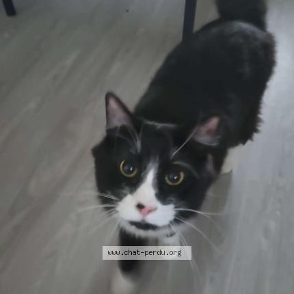 Foto 1/1 Ymir Chat perdido en Saint avertin