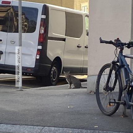 Foto 1/1 Gato encontrado Encontrado en Lausanne