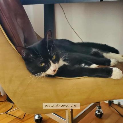 Foto 1/1 Margarita Chat perdido en Laval