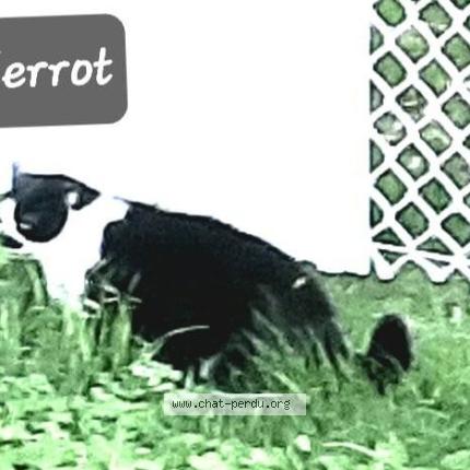 Foto 1/1 Pierrot Chat perdido en Sorel tracy