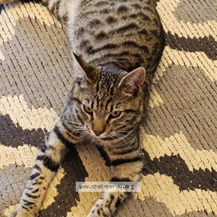 Foto 1/3 TITI Chat perdido en Saint christol les ales