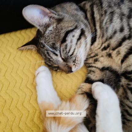 Foto 2/3 TITI Chat perdido en Saint christol les ales