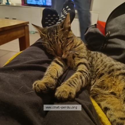 Foto 3/3 TITI Chat perdido en Saint christol les ales