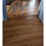 Foto del gato perdido en La Douze