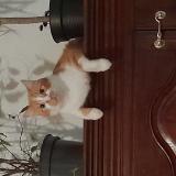 Foto del gato perdido en Massongy