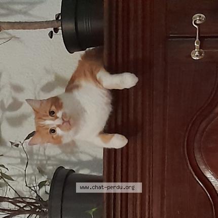 Foto 1/1 Pimousse Chat perdido en Massongy