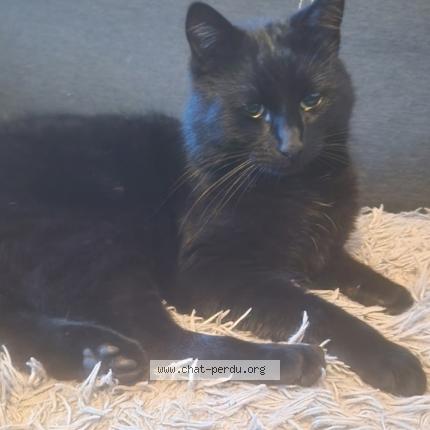 Foto 1/1 Blackie Chat perdido en Engis