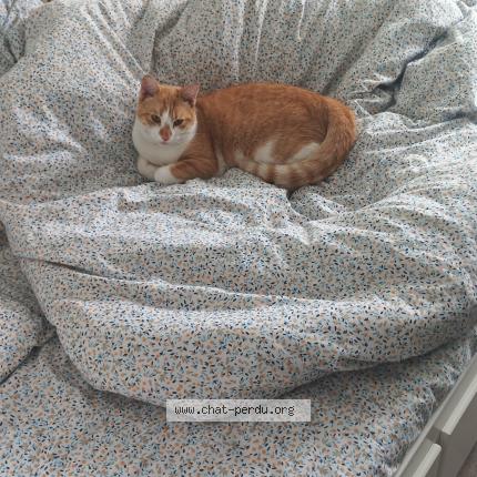 Foto 1/1 Abou Chat perdido en Sotteville les rouen