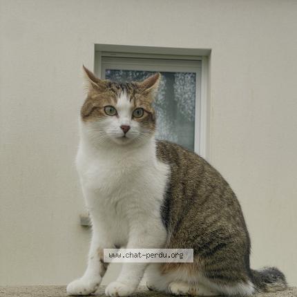 Foto 1/1 litchi Chat perdido en La haie fouassiere