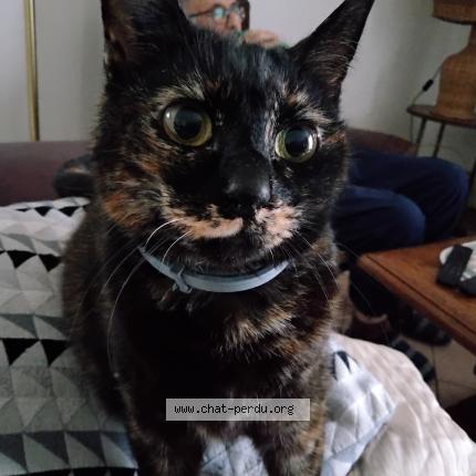 Foto 1/1 Noisette Chat perdido en Louchats