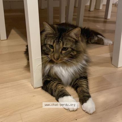 Foto 1/1 Pistache Chat perdido en Reze