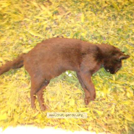 Foto 1/1 Gato encontrado Encontrado en Pontigny