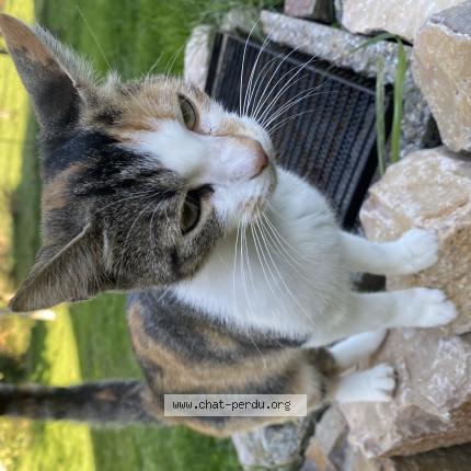Foto 1/1 Gato encontrado Encontrado en Montans